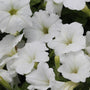 easy wave white petunia has pure white blooms