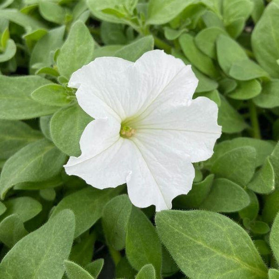 pure white blooms of easy wave petunia patio plant