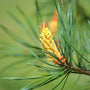 close look at a young pine cone of the eastern white pine tree