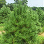 dense foliage of an Eastern Wite Pine