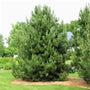 white pine tree planted in a landscape