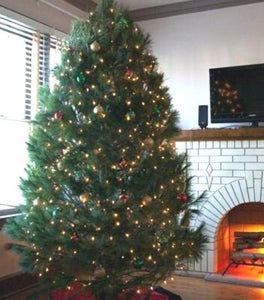 White Pine Christmas Tree