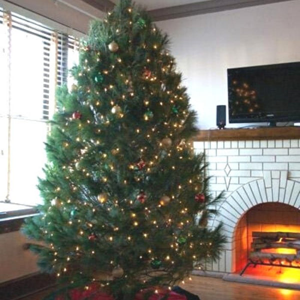 rubber needle christmas tree Buy White Pine Christmas Trees Online