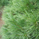 white pine trees have long bright green needles