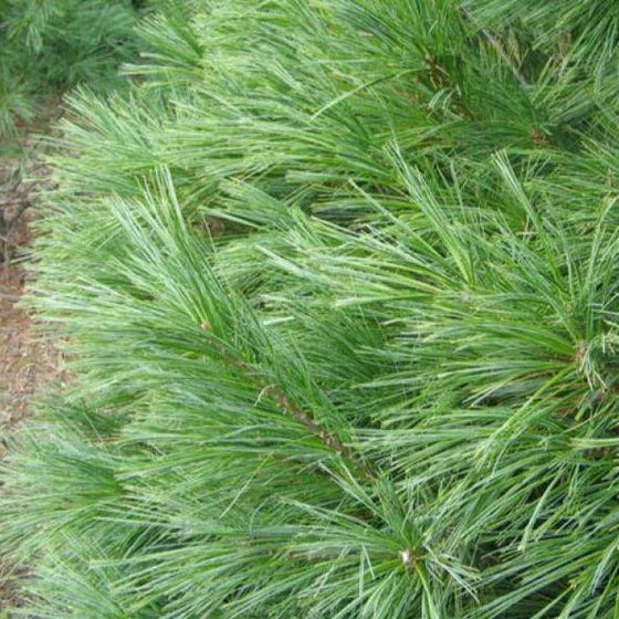 Real White Pine Garland