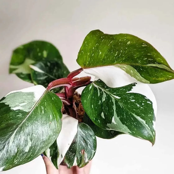 Close-up of White Princess Philodendron leaves showing glossy texture with crisp white variegation across deep green foliage