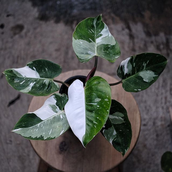 White Princess Philodendron styled on a plant stand in a bright office corner, adding white variegation and tropical vertical interest