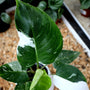 Variegated Philodendron White Princess leaves