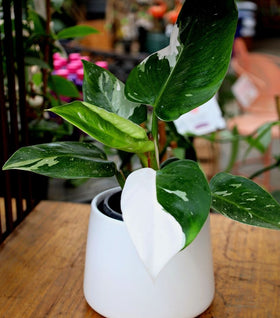White Princess Philodendron