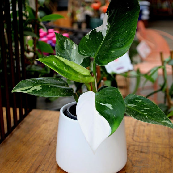 Philodendron White Princess in a white pot