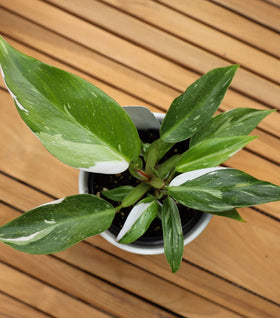 White Princess Philodendron