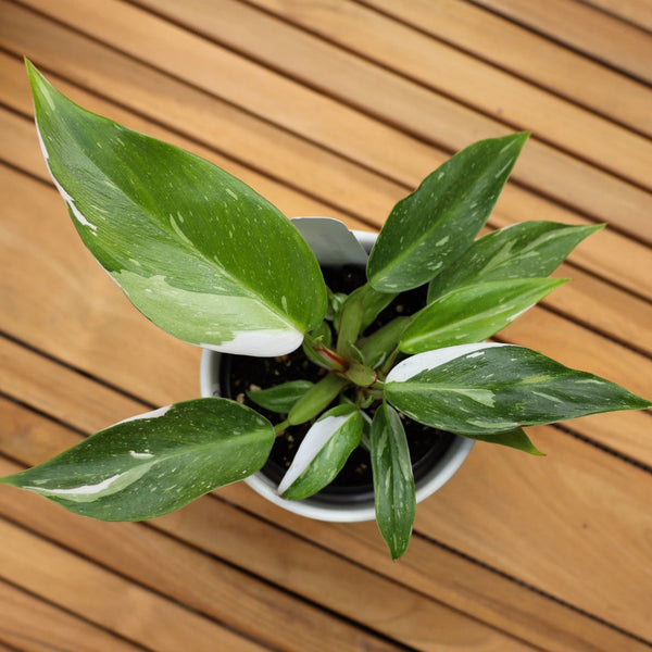 albino philodendron Buy White Princess Philodendron Online