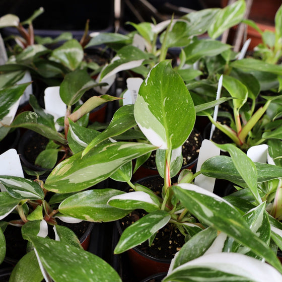 white variegated philodendron