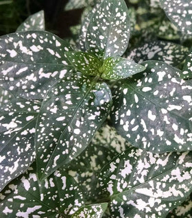 White Splash Polka Dot Plants
