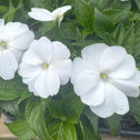 three white sunpatiens with dark green foliage behind them 