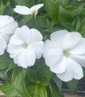 White Sunpatiens Plants