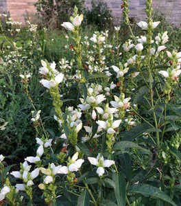 White Turtlehead