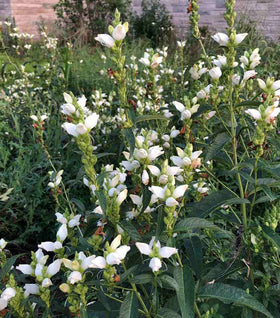 White Turtlehead