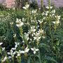 White Turtlehead blooming in a moist shade border with native perennials
