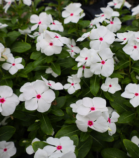 White Vinca