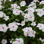 vibrant white vinca with pink centers