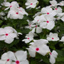 White Vinca