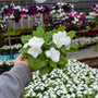 bright white vinca plant
