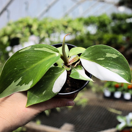 white wizard philodendron collectable houseplant