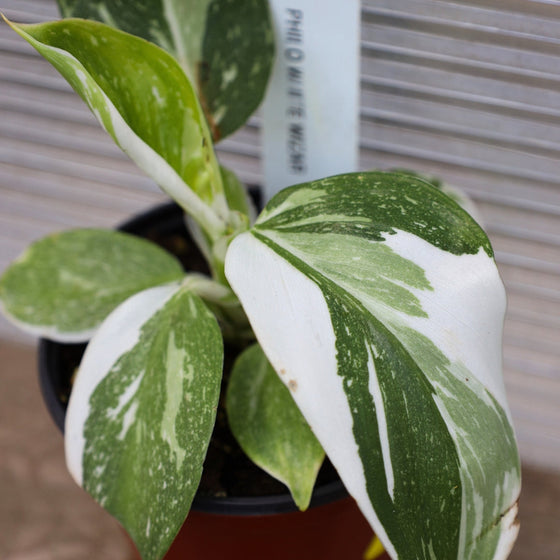 close up of white variegated philodendron