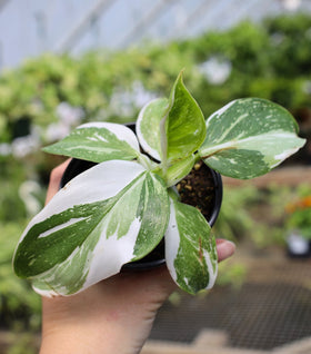 White Wizard Philodendron