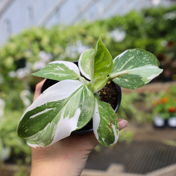 stunning white wizard philodendron