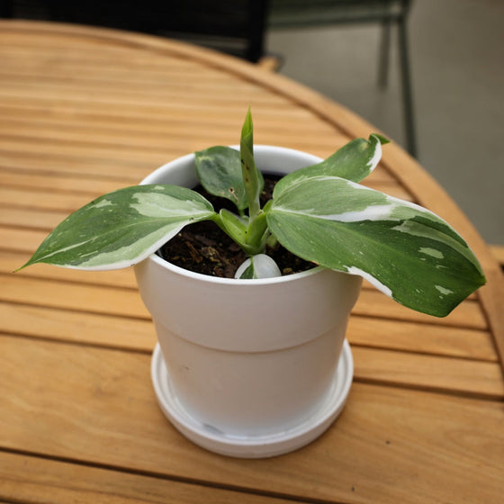 uniquely variegated young white wizard philodendron