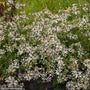 Eurybia divaricata blooming in late summer along a shaded woodland garden edge