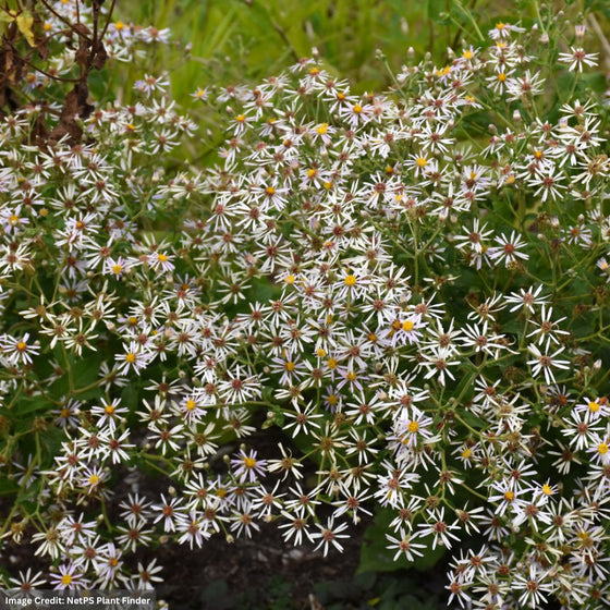 Eurybia divaricata blooming in late summer along a shaded woodland garden edge