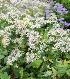 White Wood Aster