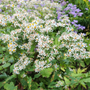 White Woodland Aster flowers attracting pollinators in a native shade garden