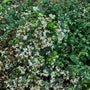 White Wood Aster with white daisy-like flowers and yellow centers blooming in a shaded woodland garden