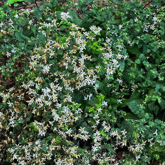 White Wood Aster with white daisy-like flowers and yellow centers blooming in a shaded woodland garden