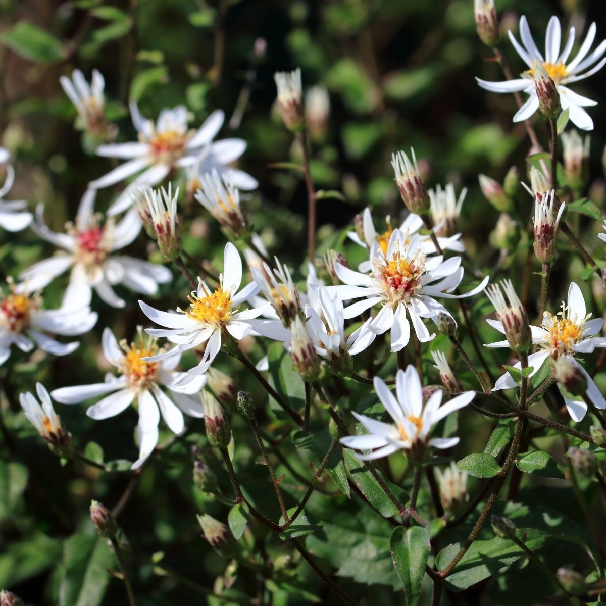 Buy White Wood Aster Online | Free Shipping Over $129 | Garden Goods Direct