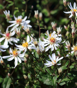 White Wood Aster