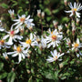 Close-up of White Wood Aster flowers showing white petals and yellow centers on dark stems