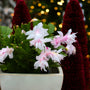 close up of white christmas cactus blooms with pale white to pink petals and warm christmas lights