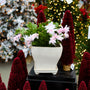 blooming white christmas cactus in holiday display with decorative red christmas trees and warm holiday lights