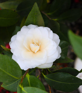 White by the Gate Camellia