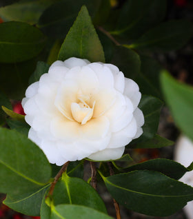 Buy Camellia Shrubs Online | Garden Goods Direct