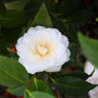 close up photo of bright white blooms on white by the gate camellia