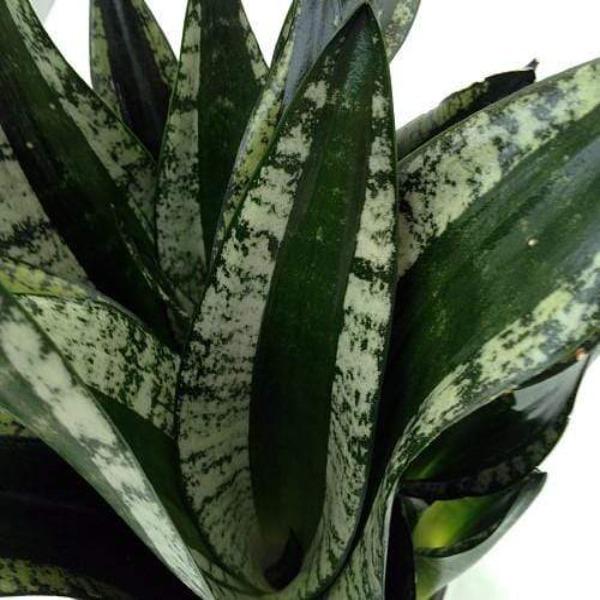 sansevieria hahnii whitney Whitney Snake Plants for Sale