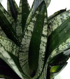 Whitney Snake Plant
