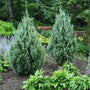 wichita Blue Juniper Tree in the landscape