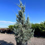cool blue toned foliage on witchita blue juniper tree